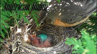 American Robin Hatching and Raising HD 1080P