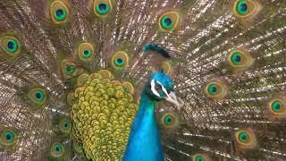 El pavo real común​, también conocido como pavo real de la India o pavo real de pecho azul.