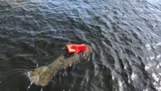 Rescuers Spend Hours Freeing Manatee Stuck In Small Life Vest