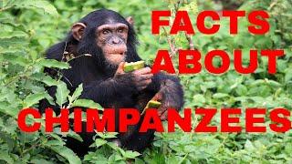 24 Fun Facts About Chimpanzees video(How Intelligent is Chimpanzee?)