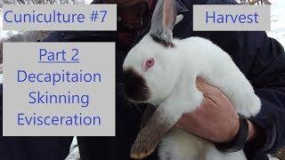 Cuniculture #7 Harvest Part 2: Decapitation, Skinning, Evisceration