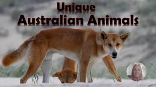 Unique Australian Animals