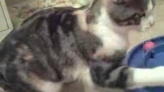 Kaitlyn adoption video  www.catsforlife.rescuegroups.org