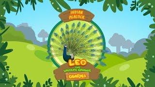 Indian Peacock - Leo The Wildlife Ranger Animal Diaries | Animal Facts for Kids