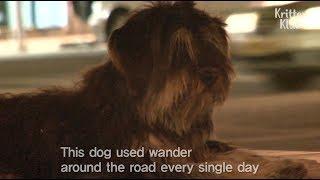 Lost Dog's Reaction When He Found His Owner In 4 Months | Kritter Klub