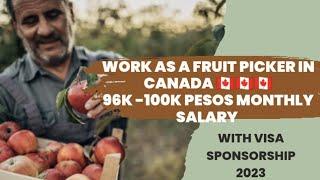 DIRECT HIRE AS A FRUIT PICKERS IN CANADA WITH/WITHOUT EXPERIENCE#canada#fruitpicking#jobhiring