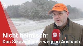 Eigentlich nicht in Franken heimisch: Sikawild in Ansbach unterwegs