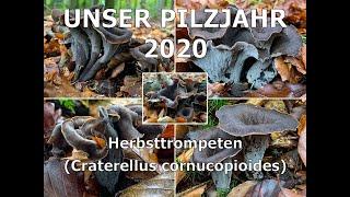 Unser Pilzjahr 2020 - Herbsttrompete, Totentrompete, Kraterelle | Craterellus cornucopioides