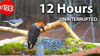 12 Hr. Uninterrupted Cat TV  Best of Compilation of Birds & Squirrels No Ads @LensMyth