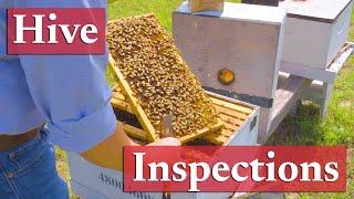 Proper Hive Inspection Techniques | Beekeeping Academy | Ep. 35