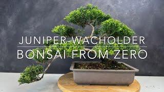 In four years from juniper for 3 euros to bonsai for ? Euro