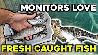 The Ultimate Monitor Lizard Feast: Fresh Caught Fish!