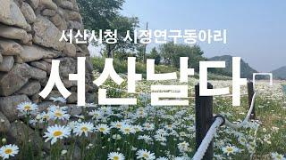 [서산날다]운산면 용장천 일원(샤스타데이지)