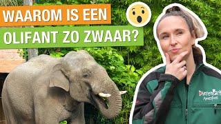 DIT IS WAT DE OLIFANTEN ETEN  + ZO ZWAAR WORDEN OLIFANTEN!  | Carlijns Dierenvraag #70