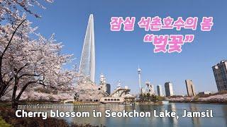 석촌호수 벚꽃 / Cherry blossom in Seokchon Lake, Jamsil / 잠실의 봄 /