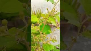 Falsa plant growth at my terrace garden/rooftop garden #shorts #viralshort #organic #terracegarden