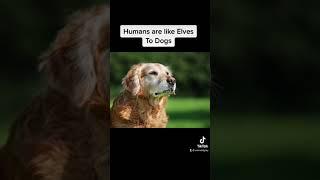 Humans are like elves to dogs