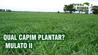 Qual capim plantar ? Mulato II.