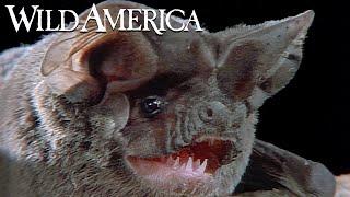 Wild America | S4 E1 Beneficial Bats | Full Episode HD