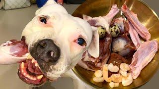 nomyen The Pit Bull eats RAW FOOD combo [ASMR] MUKBANG #อาหารสุนัขที่ดีที่สุด EP.091 of 2024