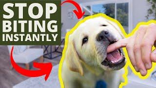 How To Stop Puppy Biting Instantly