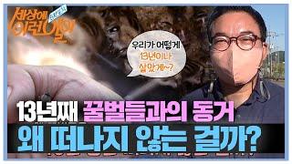 귀한 토종 꿀벌들이 13년 동안 떠나지 않는 이유! #순간포착세상에이런일이 #WhatonEarth #SBSstory