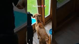 Red lab pup on red alert over a bunny   #guarddog #redlabs #redalert #funny #cute #puppy