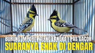 PANTESAN DI CARI BURUNG IMPORT INI ! KALAU SUDAH GACOR SUARANYA MEWAH ! ENAK DI DENGAR !