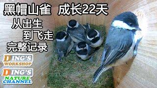 北美黑帽山雀成长22天 | 小鸟是怎样长大的 | Chickadee Growing up in 22 days