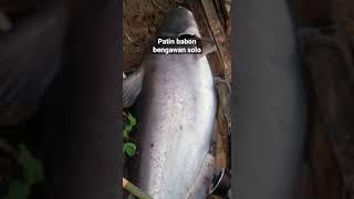 patin babon bengawan solo