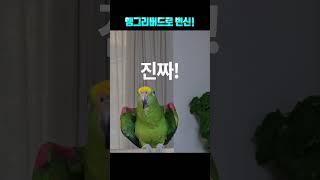 화내다가~~음이탈!! 앵무새 별이