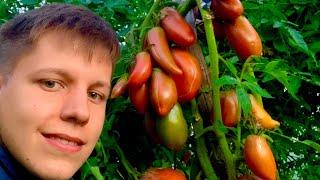 Видео- урок с Борисом Сониным: «Хранение томатов»