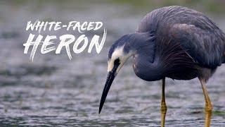 Birding with Pete - White-Faced Heron