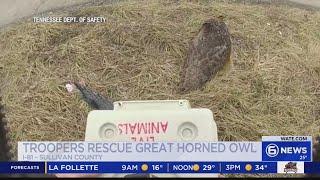 Trooper rescue great horned owl in Sullivan County