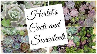 Herlet's Cacti and Succulents