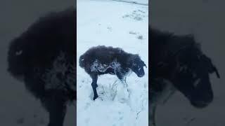 Snow fall in Afghanistan | Snowfall In Uzbekistan #shorts