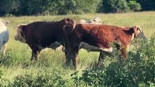 Brahman cows Pairs and Fall calvers