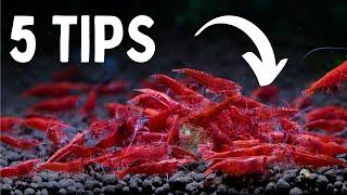 Keeping Cherry Shrimp In a COMMUNITY Aquarium | TOP 5 TIPS