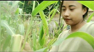 My Sticky Corn garden// Lilly Lomou chang