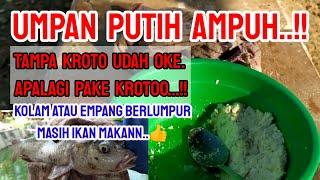 Ternyata...umpan putih ikan mas memang ampuh...!!kolam berlumpur ikan mas masih makan umpan inii..!!