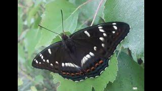 Ленточник тополевый (Limenitis populi) бабочка