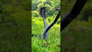 Snake Video  #shotrs #snake #viral