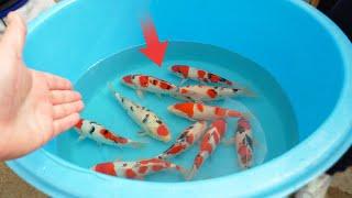 Sakai Fish Farm - Everything you need from their Famous Koi Fish