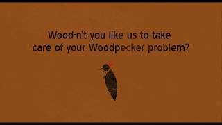 Getting Rid of Woodpeckers & Repairing Hole Damage