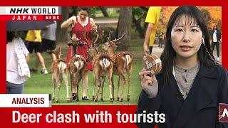 Nara's famed deer clash with touristsーNHK WORLD-JAPAN NEWS