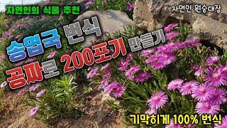 [송엽국 번식] 공짜로 200포기 만들기 | 자연인의 식물추천 | 100%번식하는 송엽국 정원