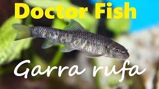 DOCTOR FISH GARRA RUFA | AWESOME AQUARIUM FISH