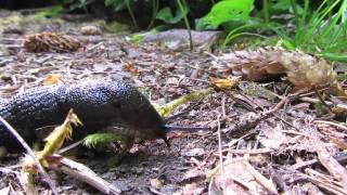 European Black Slug