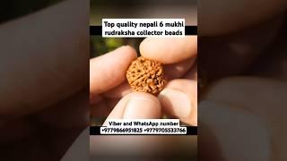 top quality nepali 6 mukhi rudraksha collector piece #youtubeshorts #shorts  #rudraksha