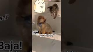 Heartwarming story! #shortvideo #animals #cat #dog #shorts #heartwarming #lovestory #friends #cute